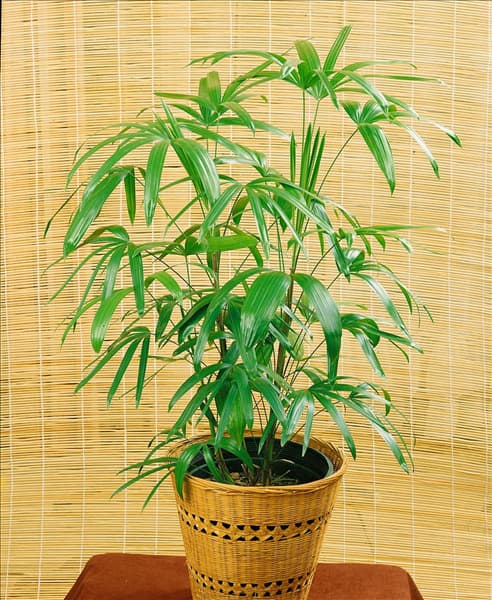 RHAPIS excelsa