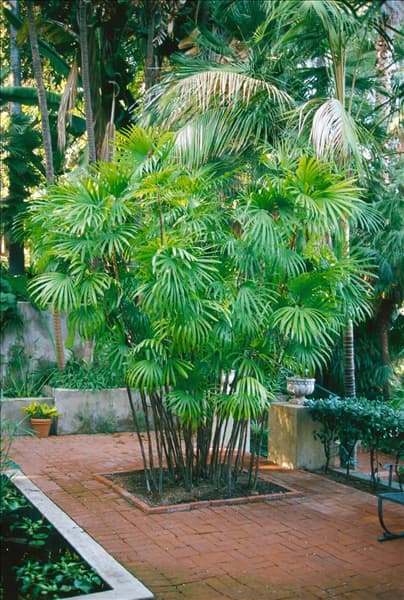 Rhapis excelsa