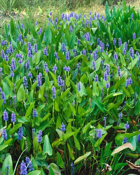 Pontederia cordata