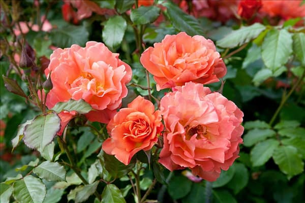Rosa Westerland ®