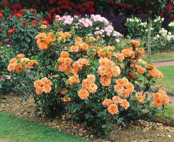 Strauchrose TYPE WESTERLAND