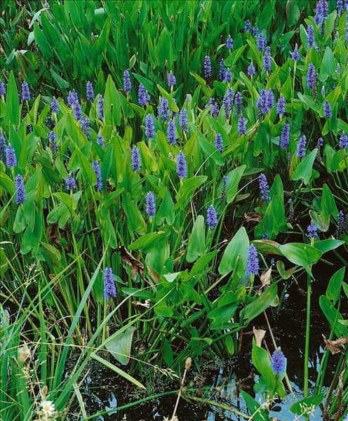 Pontederia cordata