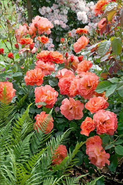 Rosa Westerland ®