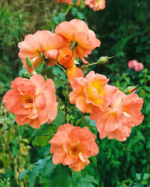 Strauchrose  Westerland