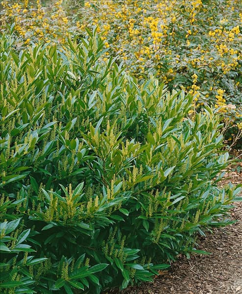 PRUNUS LAUROCERASUS OTTO LUYKEN