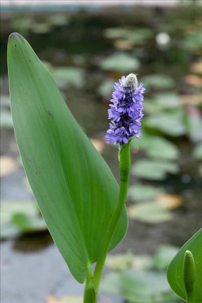 Pontederia cordata