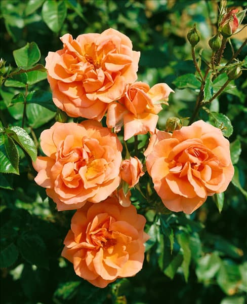 Strauchrose TYPE WESTERLAND