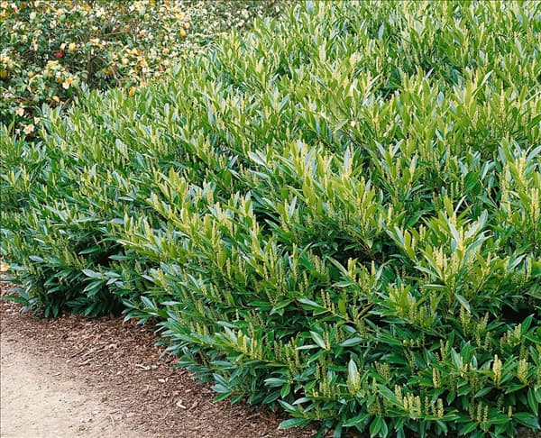 Prunus laurocerasus Otto Luyken