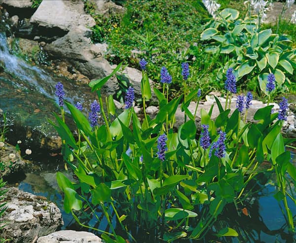 Pontederia cordata