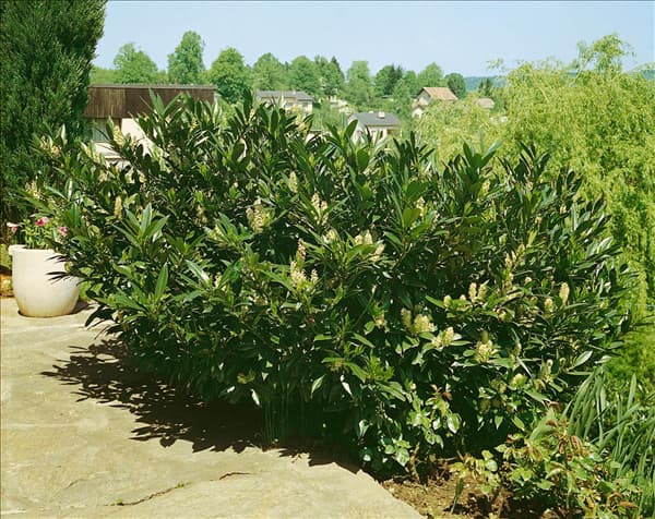 PRUNUS LAUROCERASUS OTTO LUYKEN