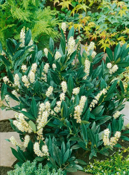 Prunus laurocerasus Otto Luyken