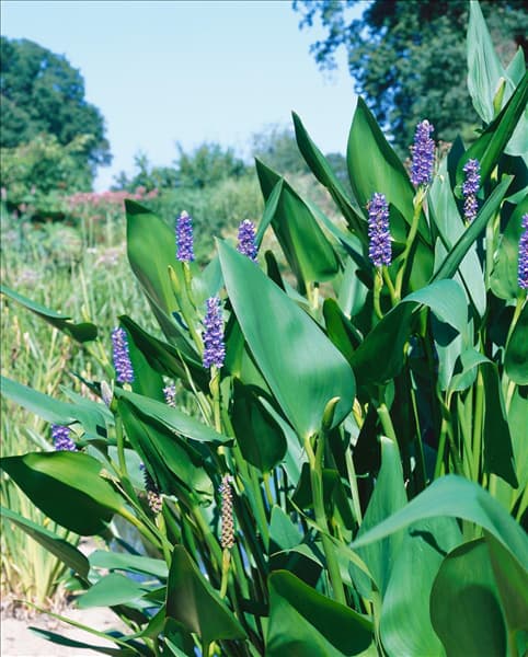 Pontederia cordata