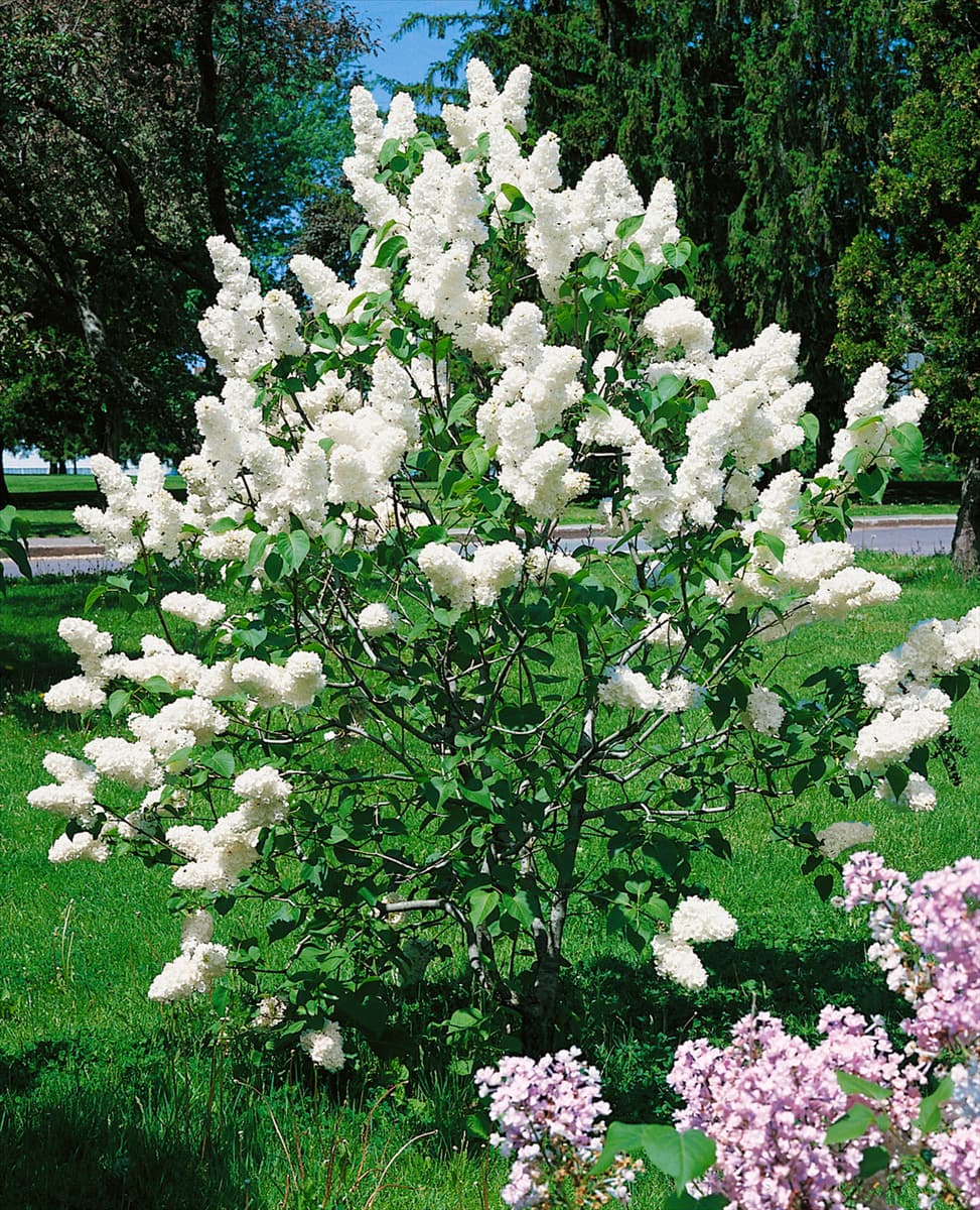 Syringa vulgaris white