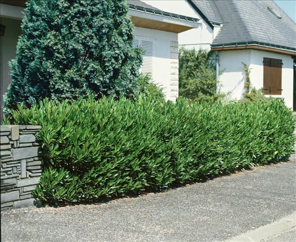 Prunus laurocerasus Otto Luyken