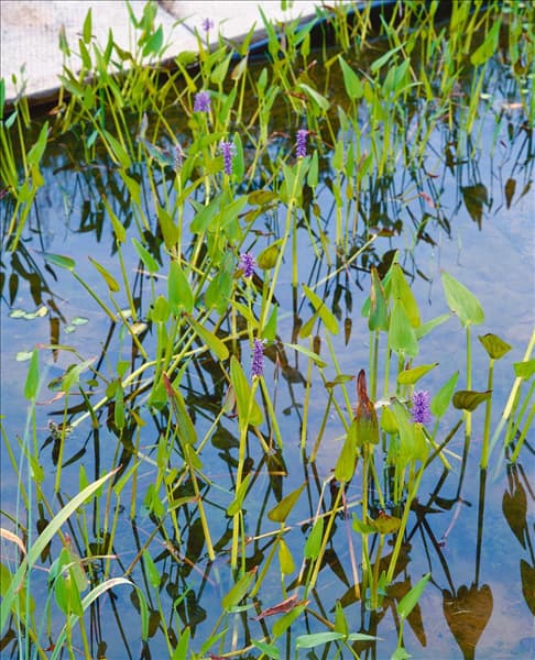 Pontederia cordata