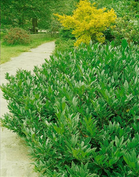 PRUNUS LAUROCERASUS OTTO LUYKEN