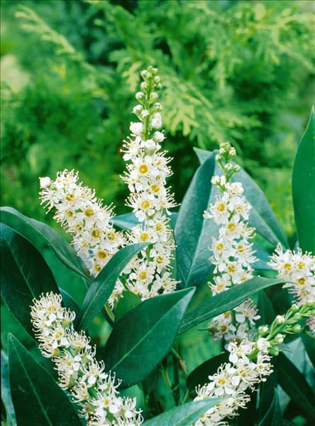 Prunus laurocerasus Otto Luyken
