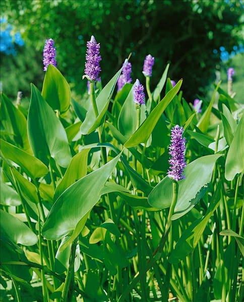 Pontederia cordata
