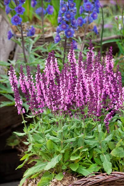 Salvia nemorosa Sensation Pink