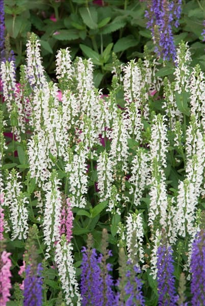Salvia nemorosa Sensation White