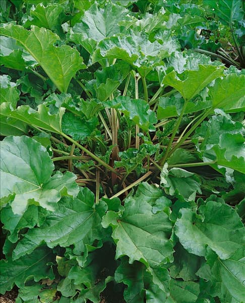 Rheum rhabarbarum Timperley Early