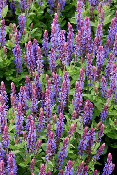 Salvia nemorosa Sensation Deep Blue Impr.
