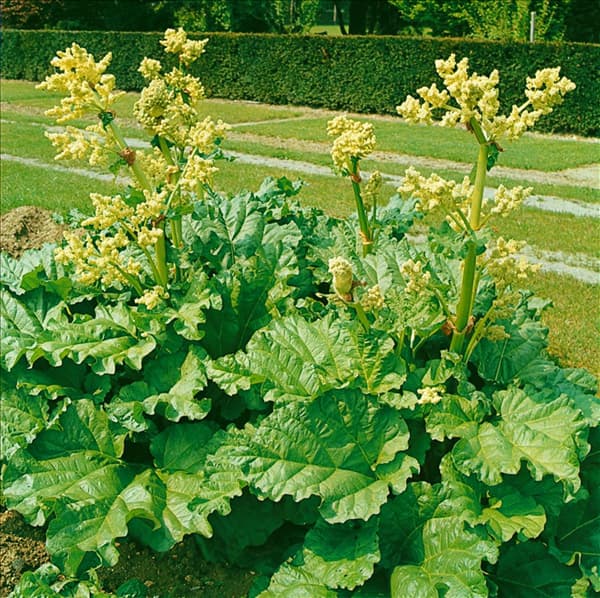 Rheum rhabarbarum