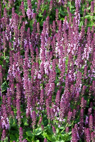 Salvia nemorosa Sensation Pink