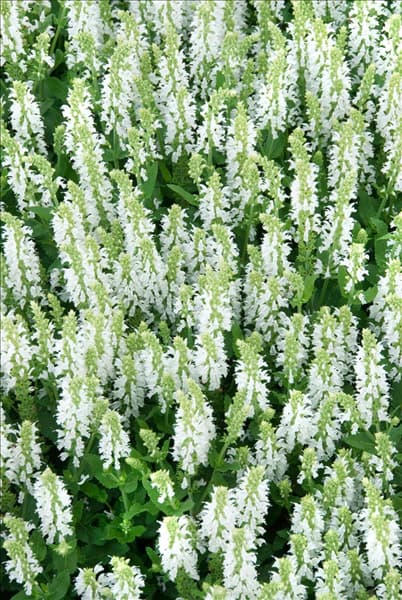 Salvia nemorosa Sensation White