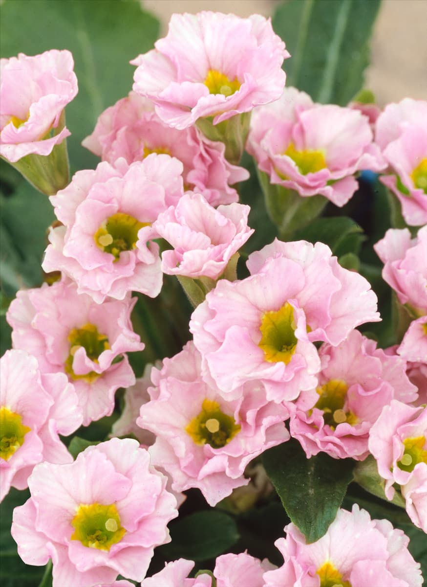 Primula Bellerose