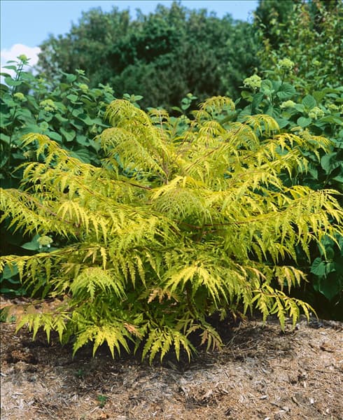Rhus typhina Tiger Eyes ®