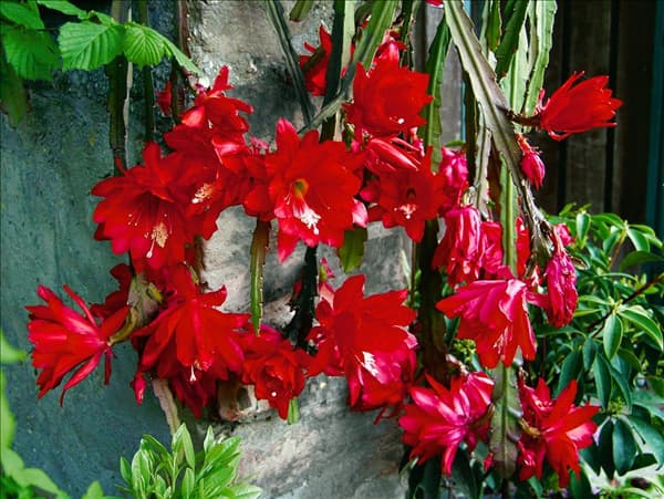 Schlumbergera bridgesii