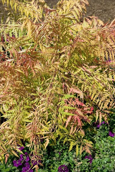 Rhus typhina Tiger Eyes ®