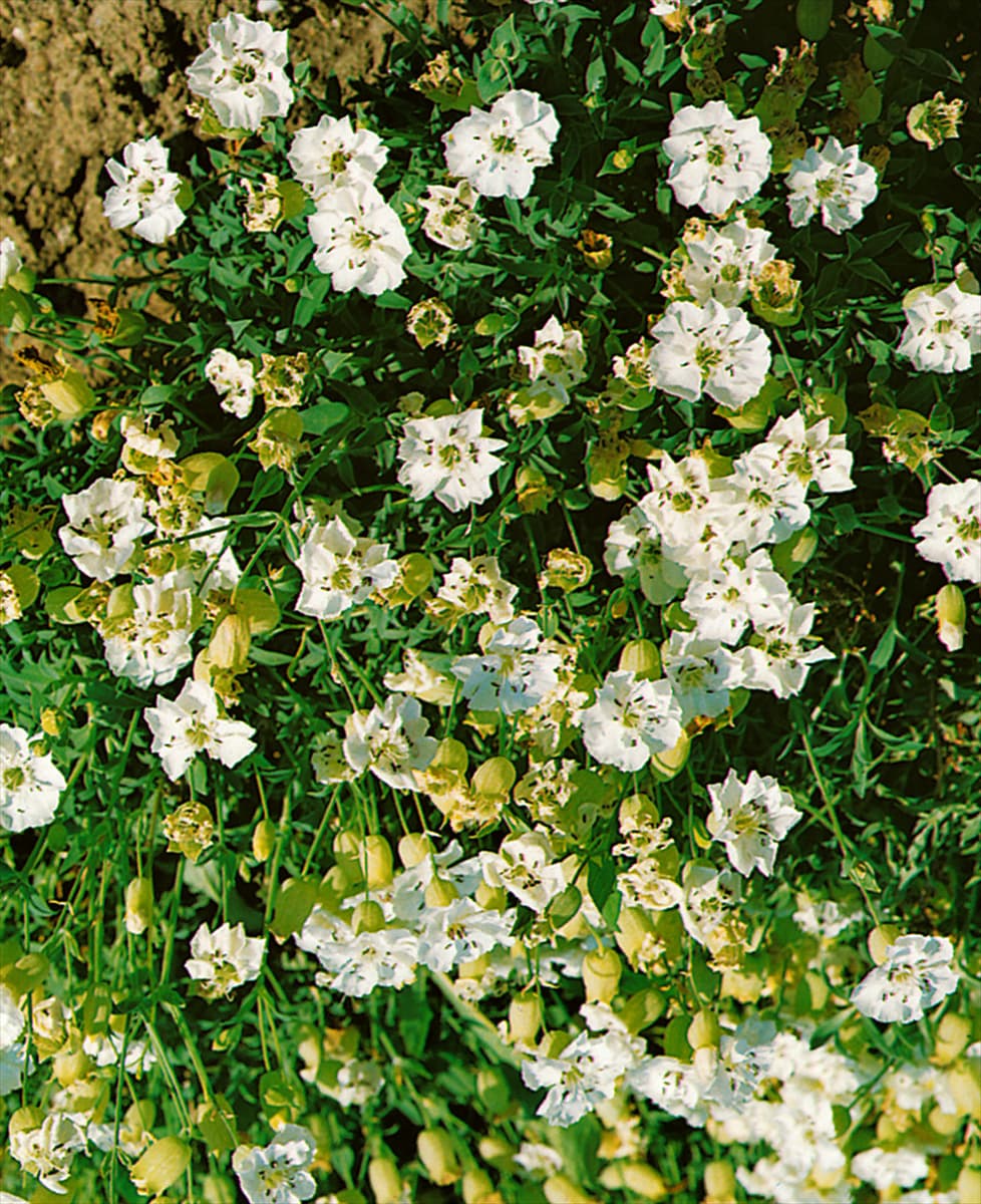 SILENE VULGARIS WEISSKEHLCHEN