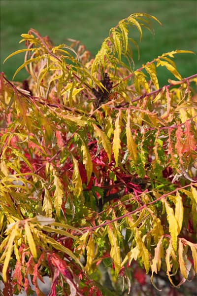 Rhus typhina Tiger Eyes ®