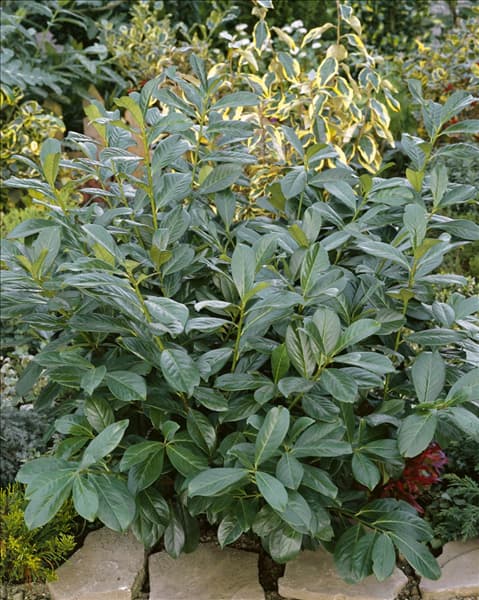 Prunus laurocerasus Rotundifolia