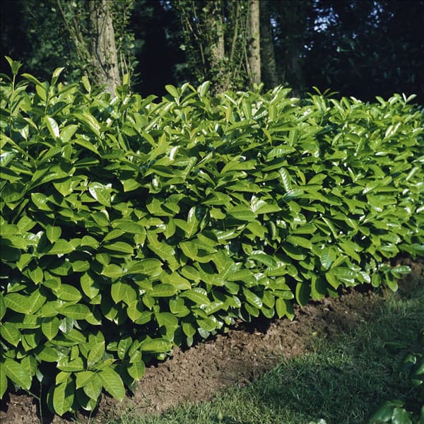 PRUNUS LAUROCERASUS ROTUNDIFOLIA