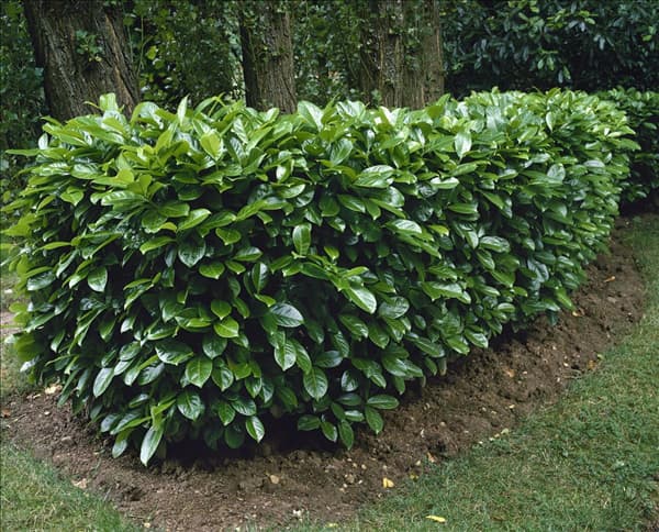 Prunus laurocerasus Rotundifolia