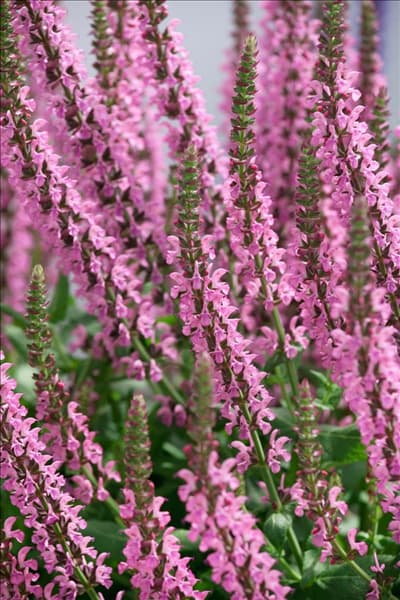 Salvia Compact Bright Rose