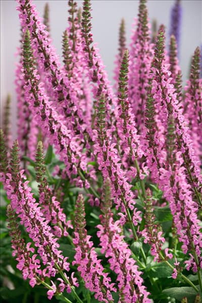 Salvia Compact Bright Rose