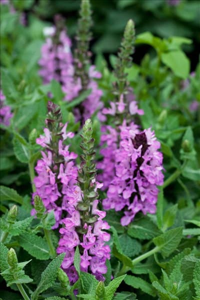 Salvia nemorosa Rosea