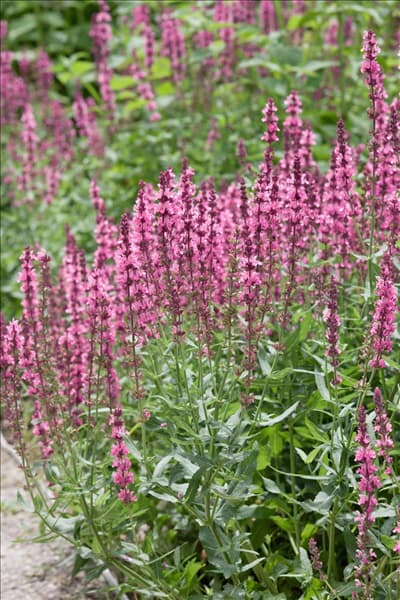 Salvia nemerosa Amethyst