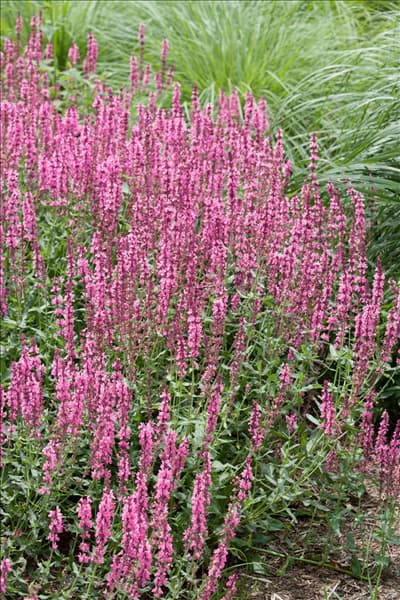 Salvia nemerosa Amethyst