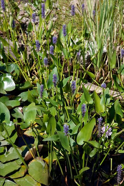 Pontederia cordata
