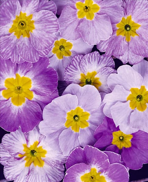 Primula x polyantha light blue