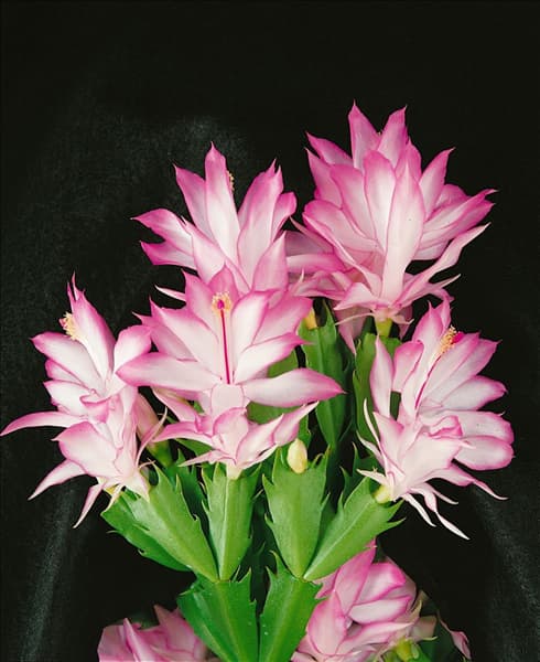 Schlumbergera bridgesii 'Starburst'