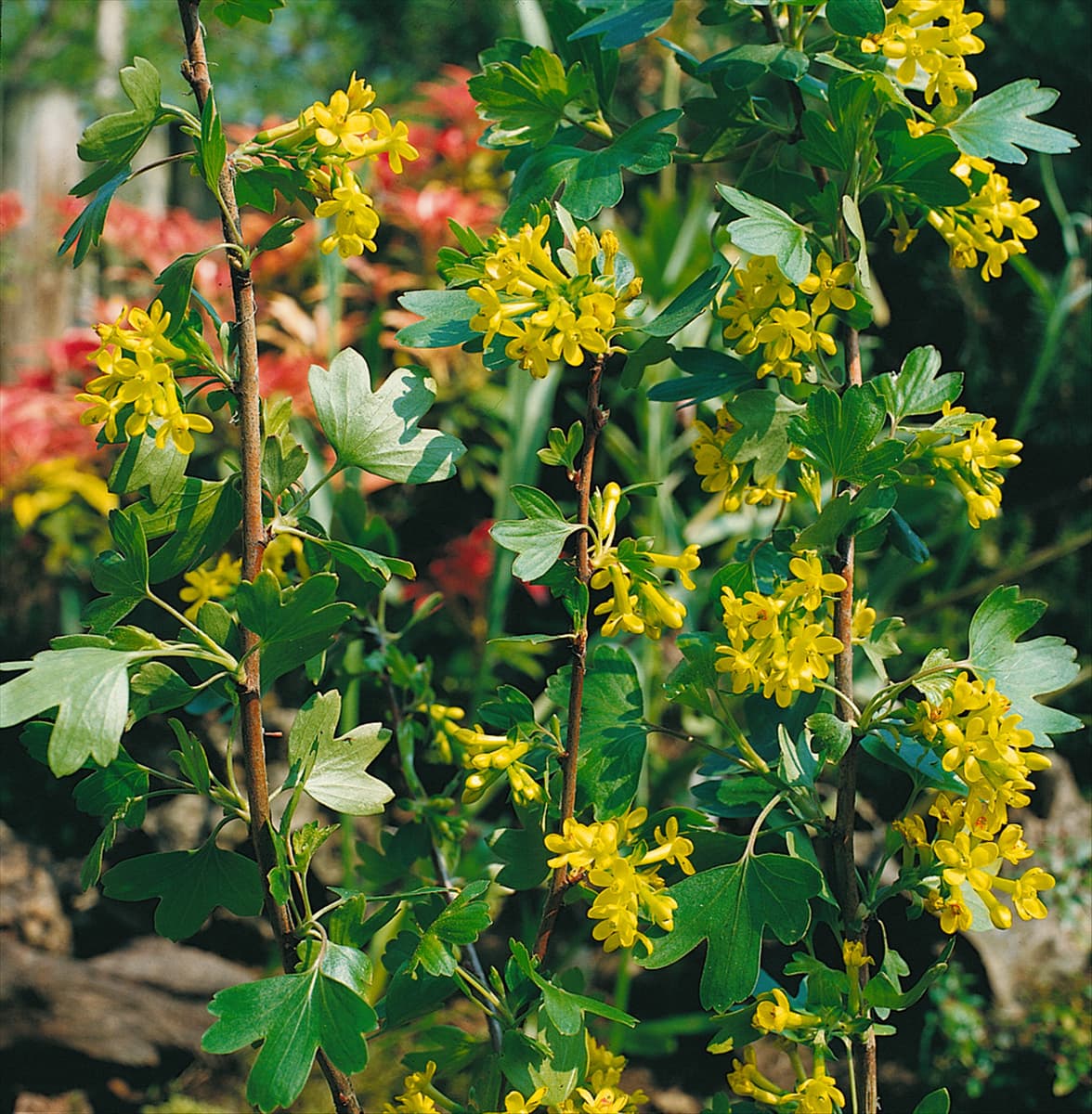 RIBES ALPINUM AUREUM