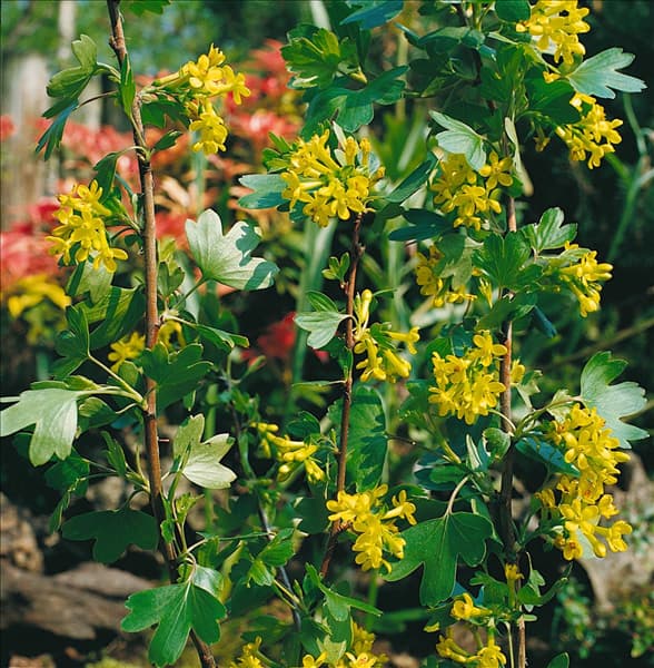 RIBES ALPINUM AUREUM