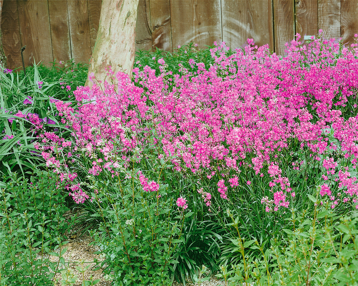 Silene viscaria Splendens
