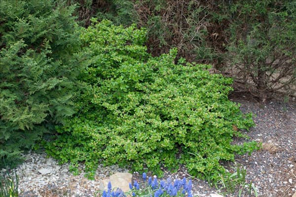 Ribes alpinum Green Mound